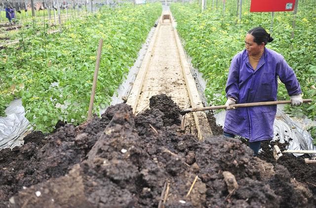 蔬菜种植：农家肥与化肥的合理搭配及全程施肥方案