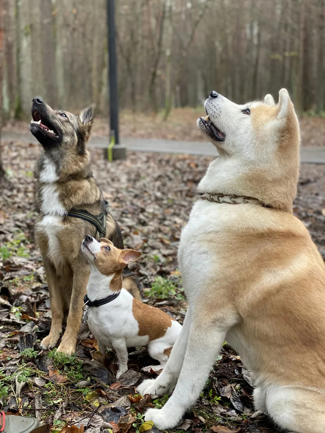 全球智商最高犬种大PK：边境牧羊犬 vs 德国牧羊犬 vs 贵宾犬