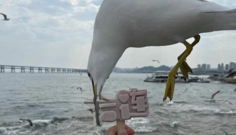 大连的海鸥为什么没有边界感？