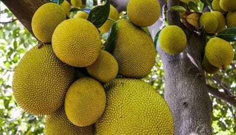 菠萝蜜成熟的季节是几月？菠萝蜜的成熟季节是什么？