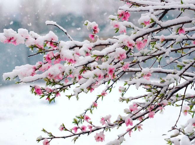 今年多地突降“桃花雪”，有啥预兆？倒春寒的前兆？早看早知道