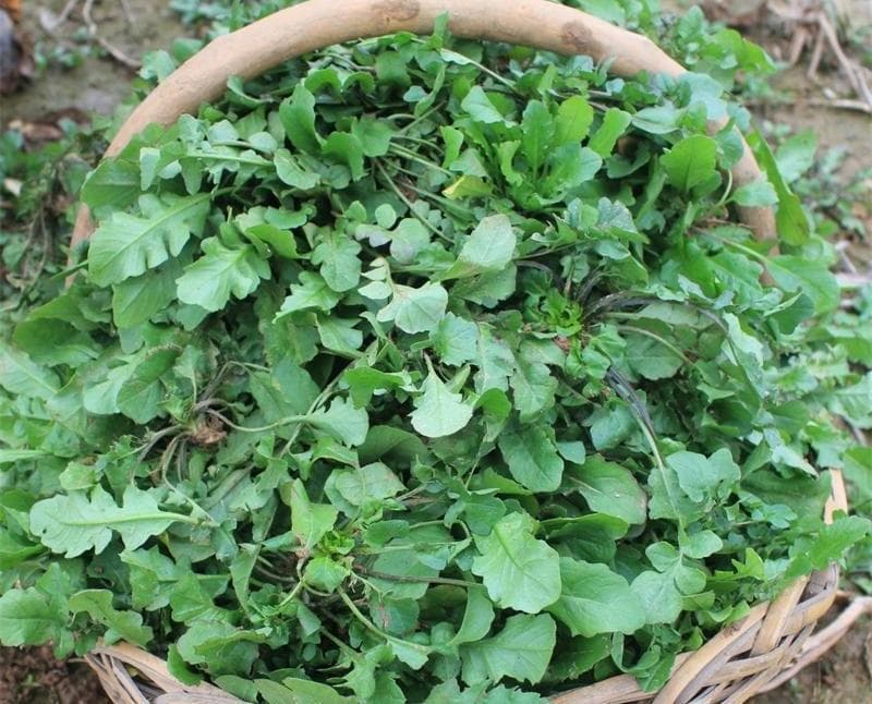春天的荠菜：今年你挖了么？