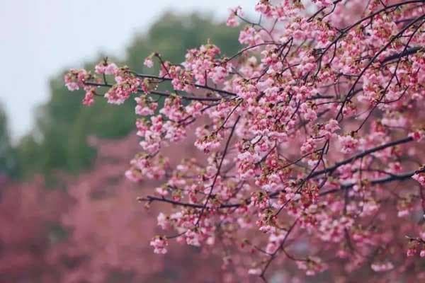 上海八大樱花观赏胜地，总有一处让你邂逅最美春日时光