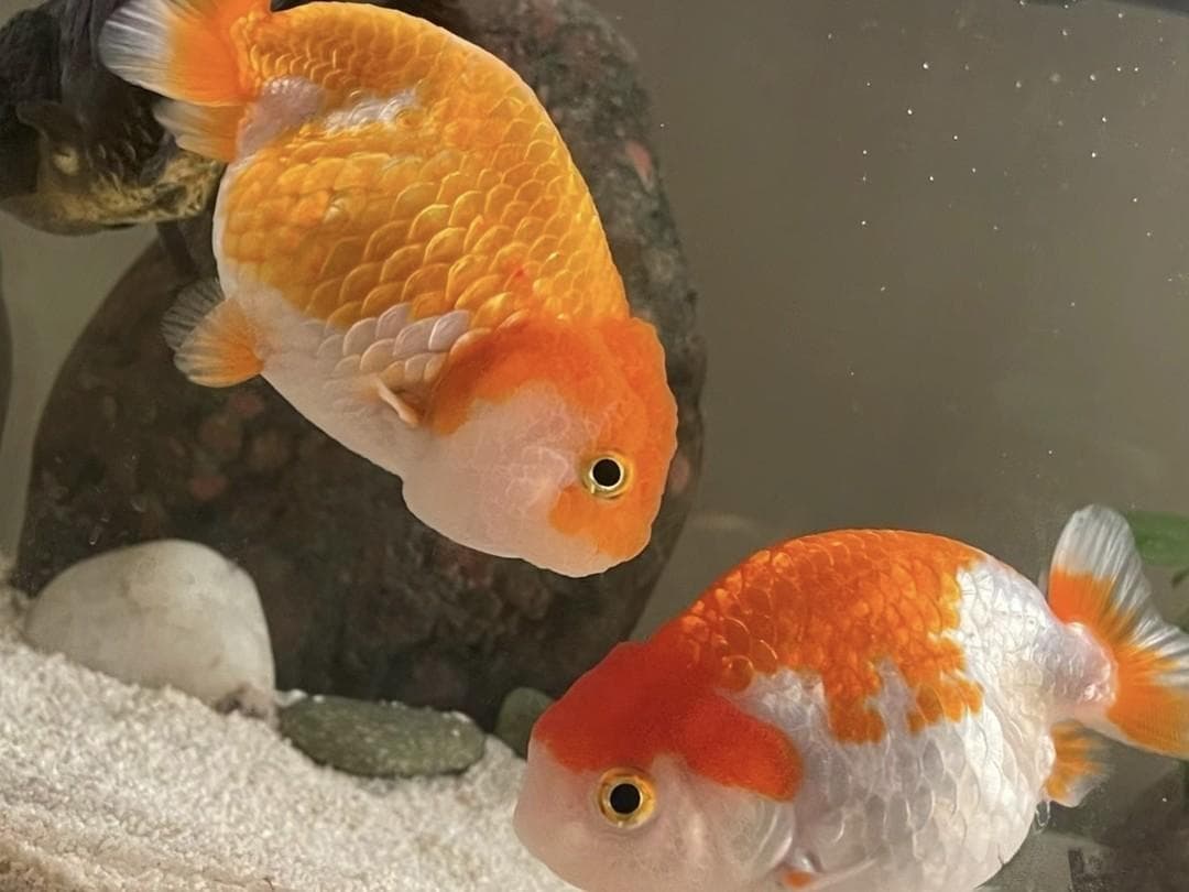 养鱼饲料：为你的鱼儿提供最佳营养