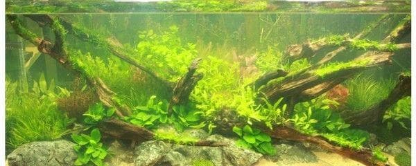 鱼缸沉木的处理方法：放鱼缸里的木头沉木是一种常用于水族箱造景的材料