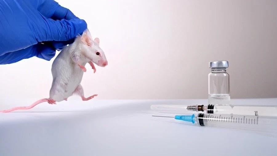 小白鼠成为生物医学研究首选动物的历史与原因