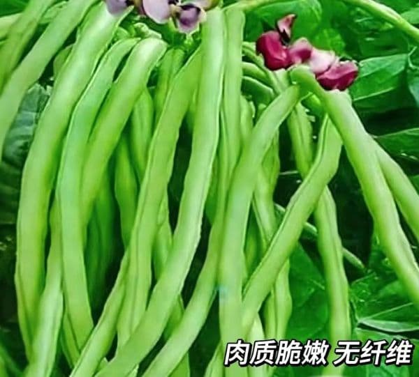 豆角优秀品种怎么选？种子是豆角种植的关键因此，通常种子都在了