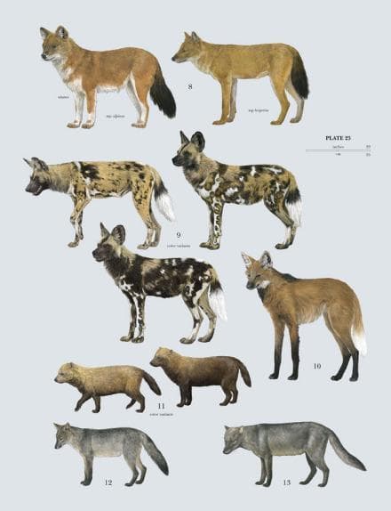 化石记录显示：犬科动物的起源和迁徙历史
