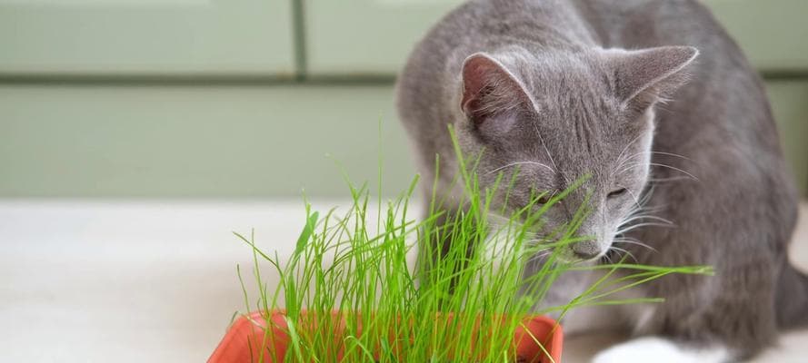 猫咪的草食偏好与选择（揭秘猫咪喜欢吃什么草，你不可错过的关键信息）