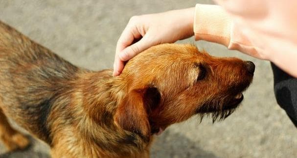 犬瘟热的传播方式与预防方法全解析