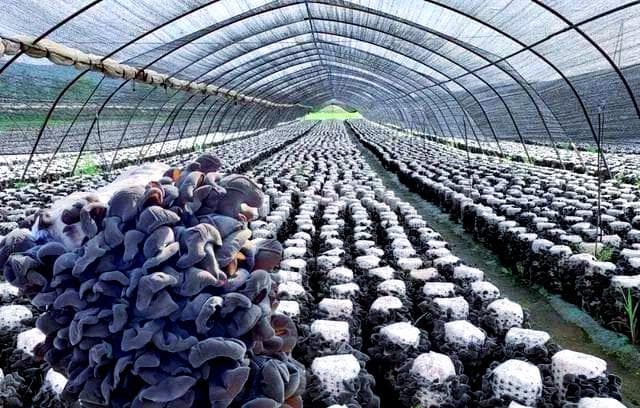 黑木耳种植技术全解析：从栽培到出耳的优质管理方法