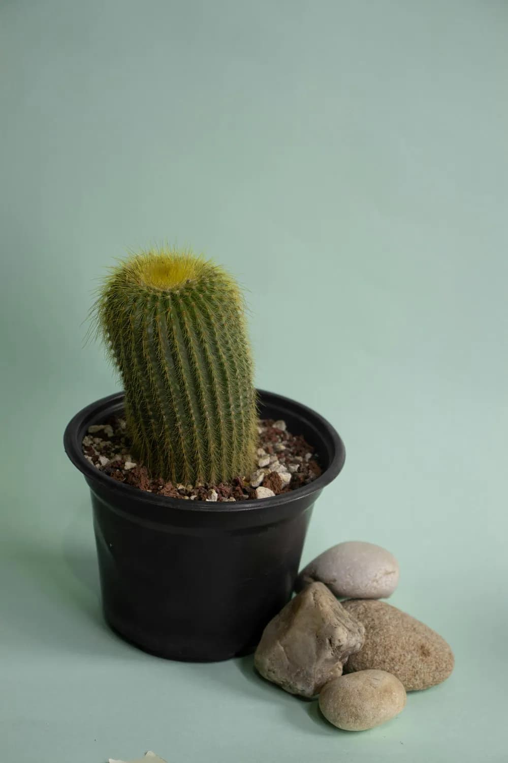 《植物大战僵尸2》芦藜药师：高成本下的实用性之辩