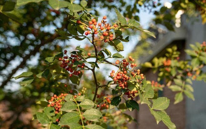 花椒种子怎样种才能出苗