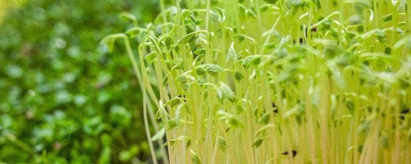 豆苗菜种植技术全攻略：从土壤选择到病虫害防治