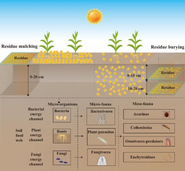 研究探明土壤食物网对不同秸秆还田方式响应的生物学机制