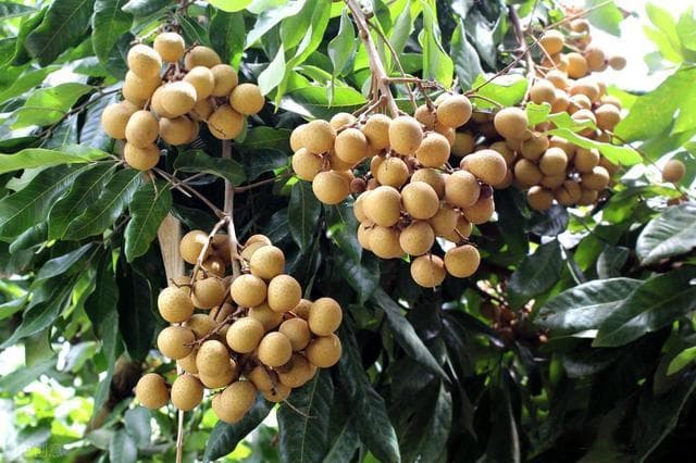 一文读懂龙眼种植：四大环节关键技术要点