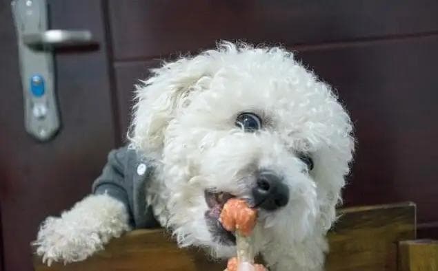 比熊犬吃什么最健康？10种营养食材推荐