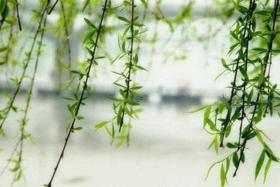 乙木在辰月是否得令 辰月乙木的运势解析