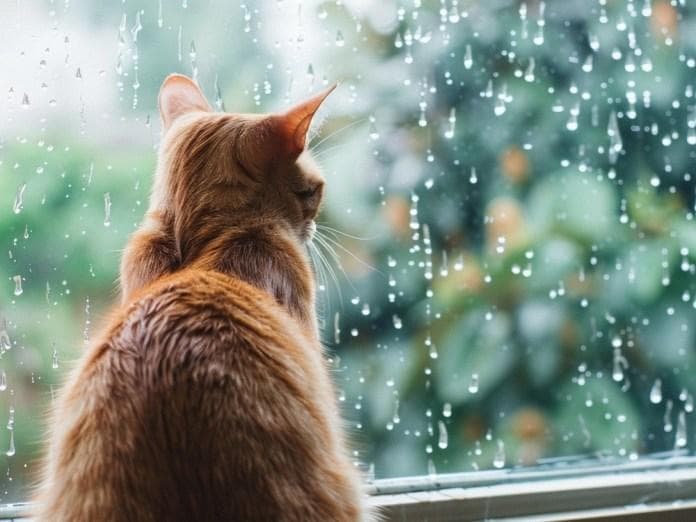如何帮助猫咪适应新家环境？减轻毛小孩搬家焦虑