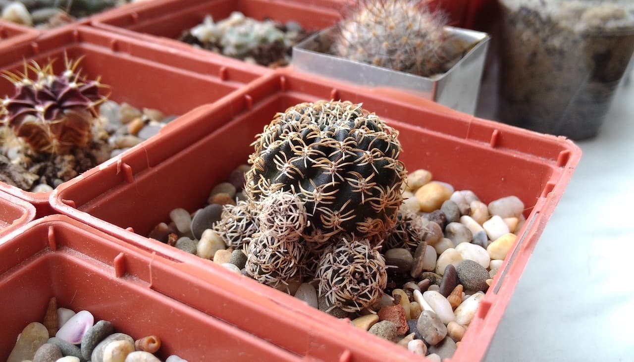 如何在花盆里种植仙人掌？