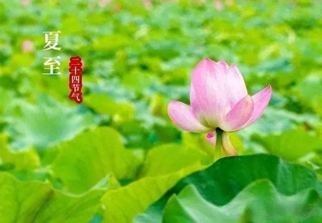 俗语：夏至在头，热死老牛；夏至在中，雨热不缺，今年夏至如何？