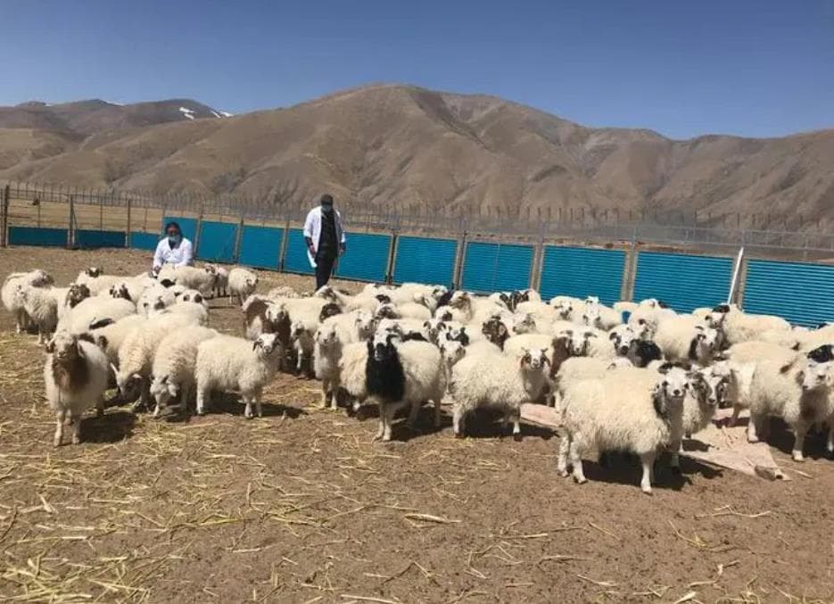 提升高寒牧区养殖效益-秋季轮牧与提升保暖措施的重要性
