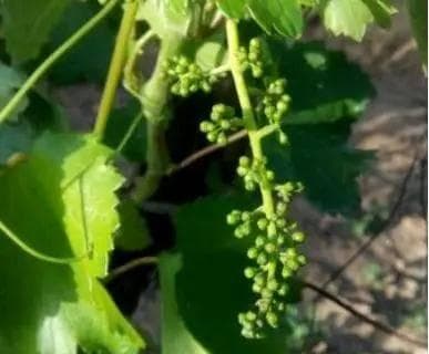 葡萄拉穗（拉花）最佳时间及技术要点是什么？有什么作用？
