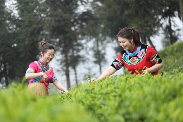 贵州抹茶“出圈”之后