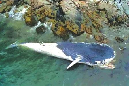 “海洋巨无霸”蓝鲸：揭秘地球上最大的生物