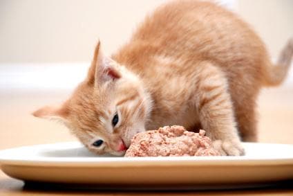 猫咪食欲不振？巧用妙招恢复食欲