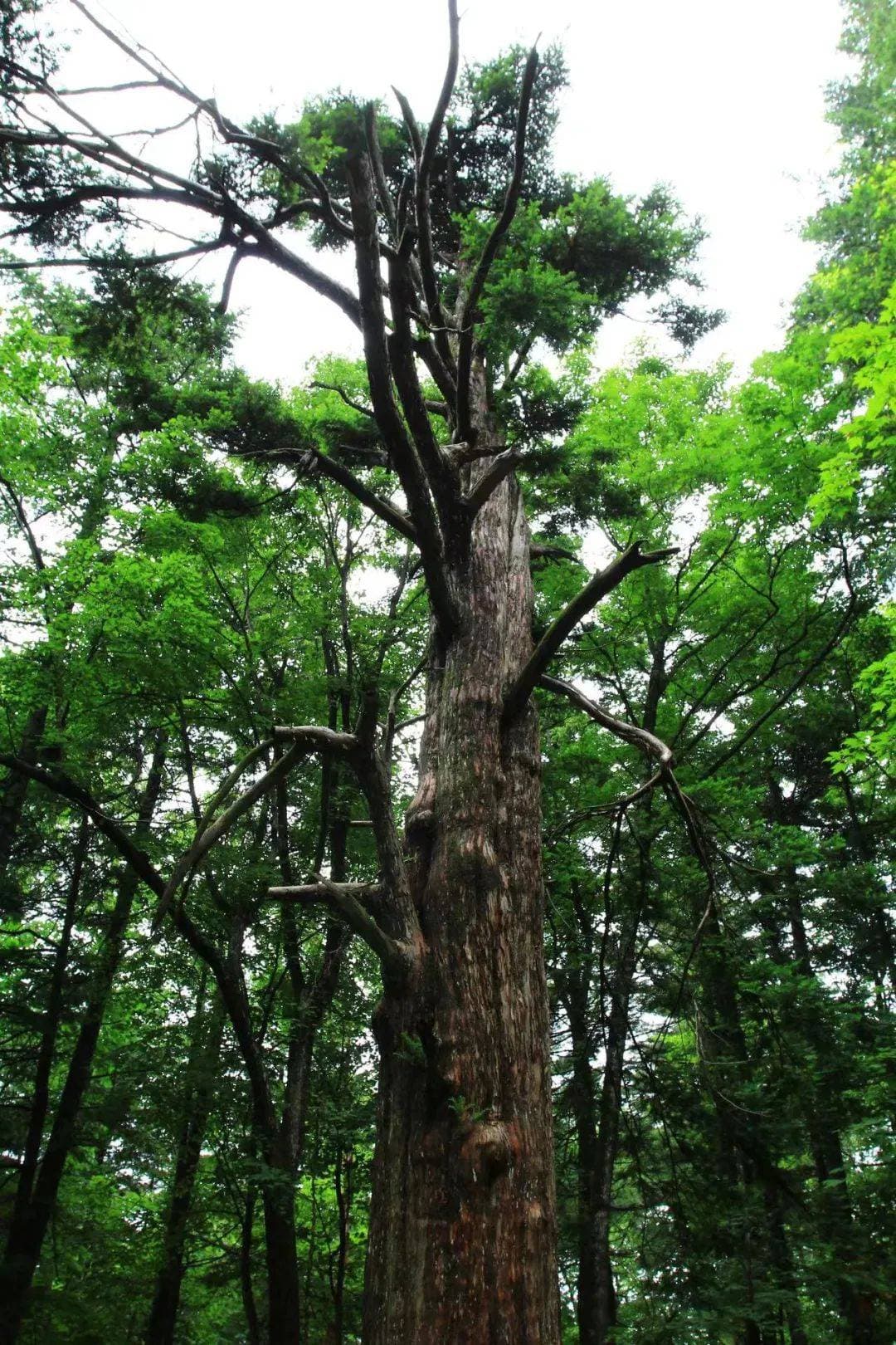 三千年红豆杉：一场穿越时空的相见