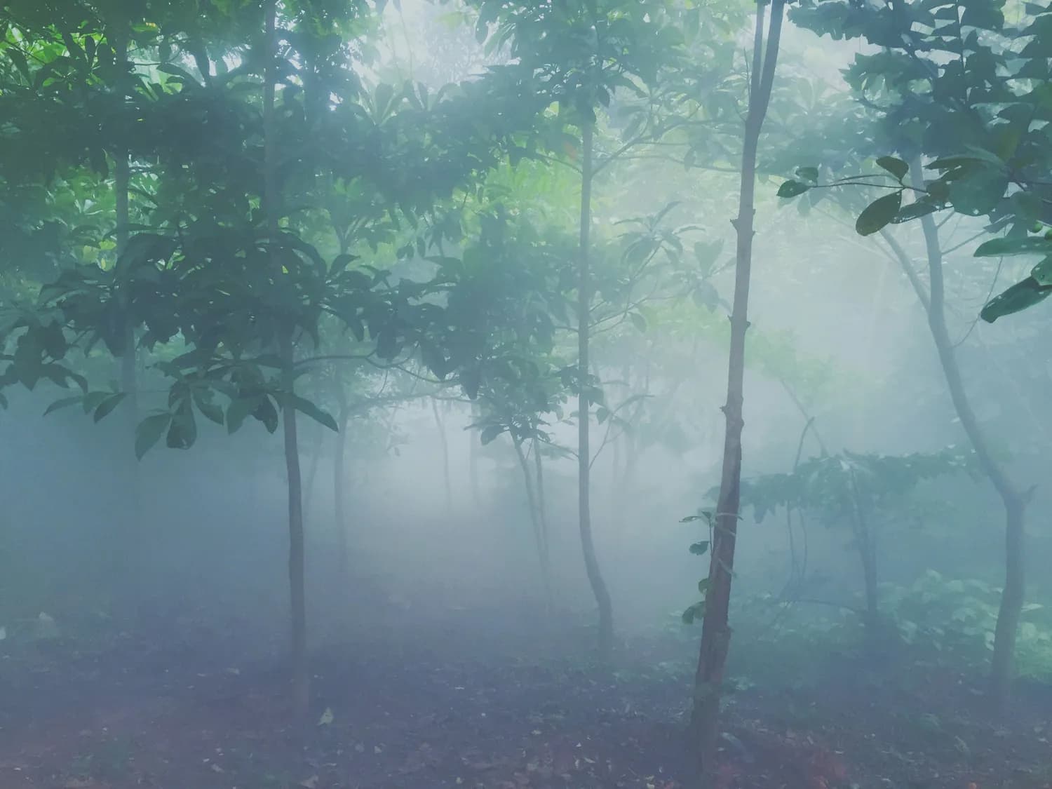 张艺兴《梦不落雨林》：一张创下多项纪录的专辑背后的故事