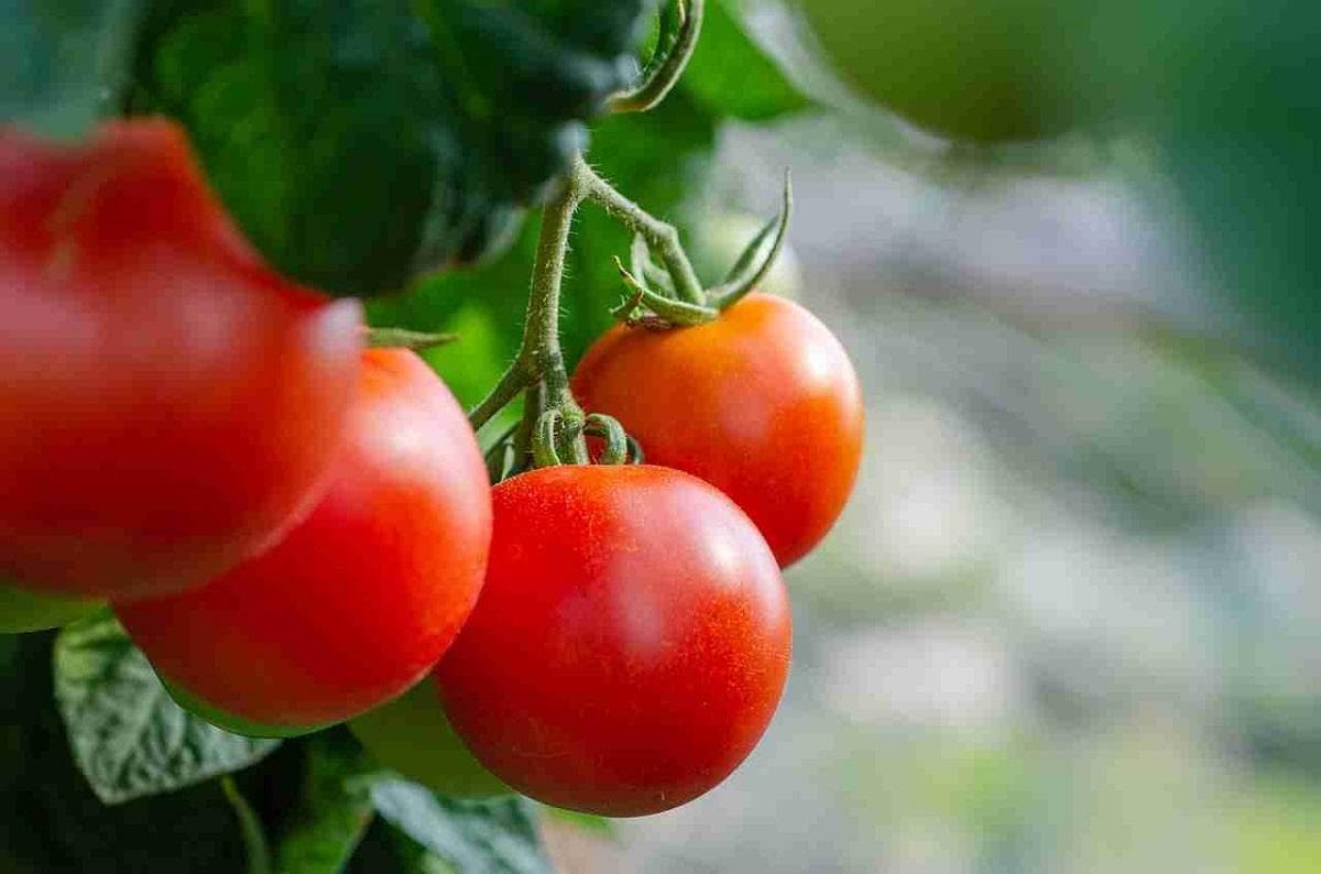 如何在家种植西红柿：获得丰收的基本技巧
