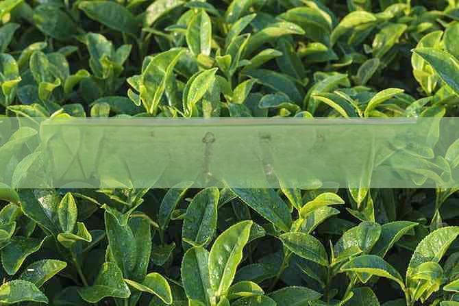 探究蒲公英茶的健康益处与适宜饮用频率：长期饮用是否安全？