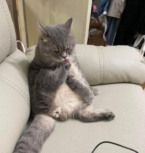猫咪为什么会在被抚摸后立即舔毛？（探究猫咪舔毛的原因和意义）
