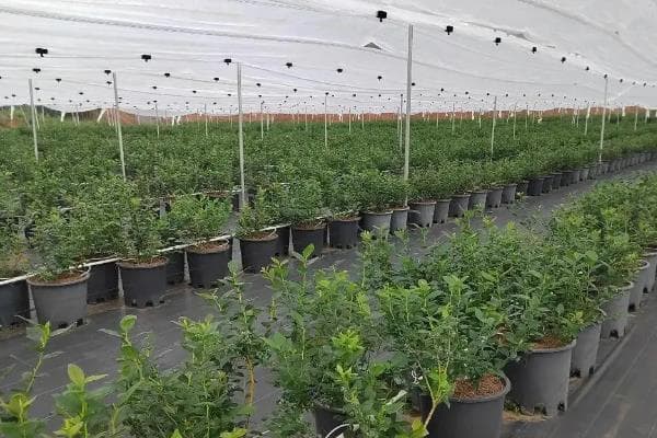 蓝莓栽培技术：从定植到土肥水管理的全面指南