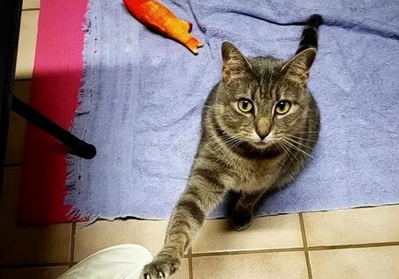 猫咪抓人，到底该怎么办（了解猫的本性）