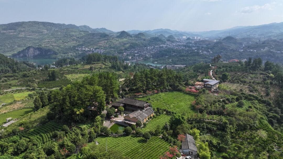2024湖南茶叶新质生产力“十强先行县(市)”古丈县：千年茶香的岁月低语
