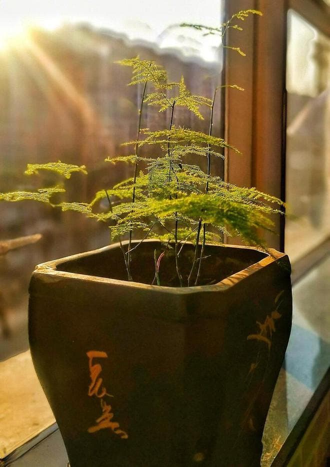 文竹叶片发黄的原因与解决方案解析
