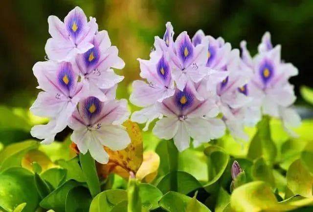 湿地水生植物有何妙用？80种常见水生植物