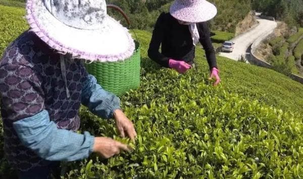 什么是头采茶？头采茶与二采茶的区别