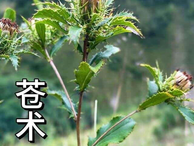 名医朱丹溪的二妙散：简单3味中药，彻底改善你的湿热问题