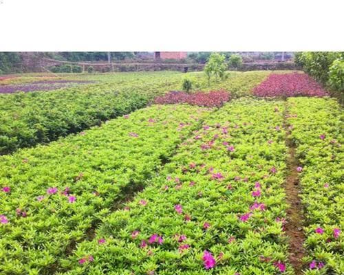 杜鹃花适合地栽吗？（探究杜鹃花的适应环境及地栽技巧）
