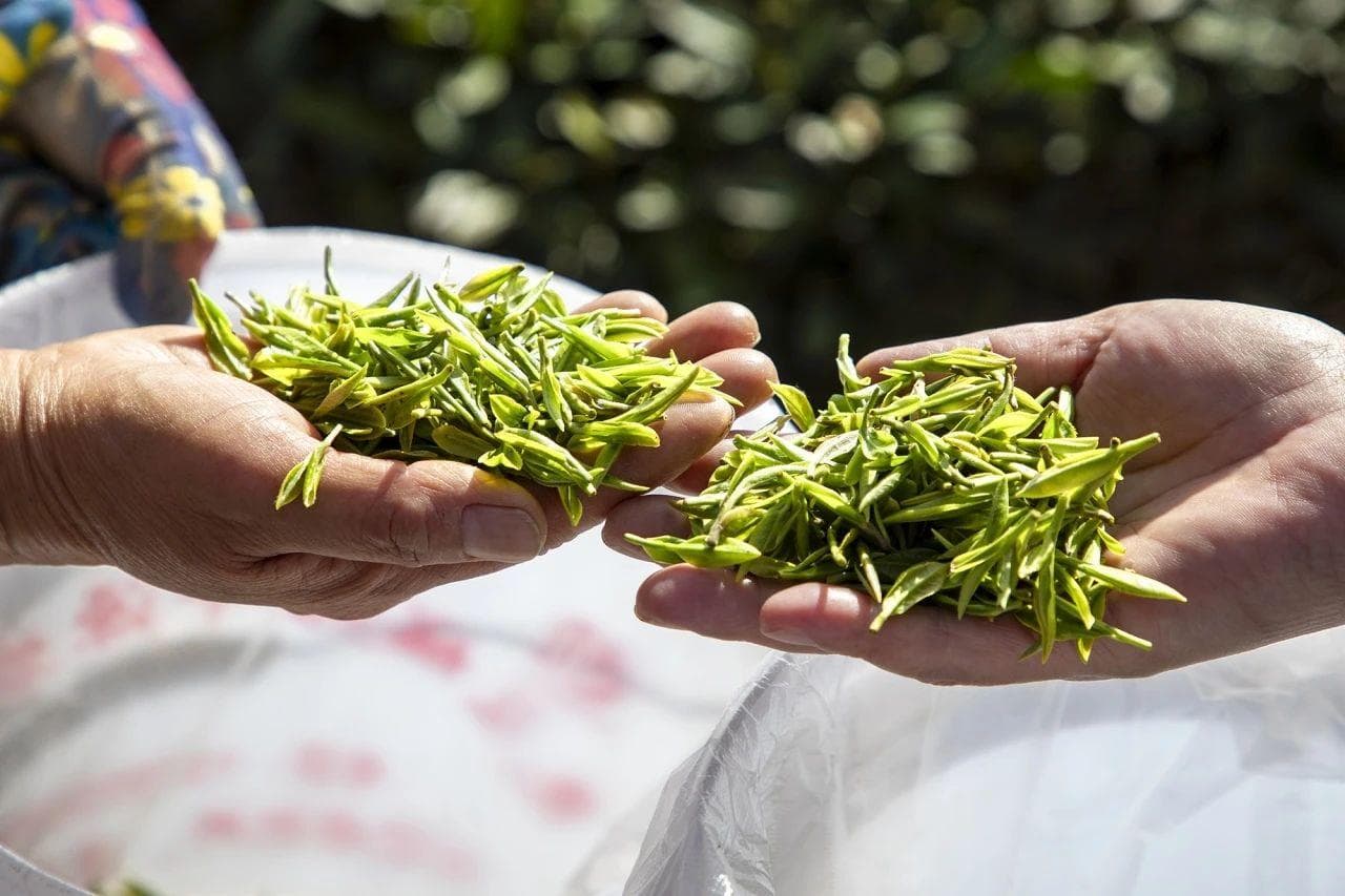 日照绿茶：从“南茶北引”到世界三大海岸绿茶城市