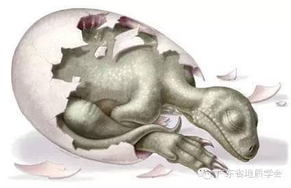 广东恐龙蛋化石：南雄盆地与河源的古生物研究