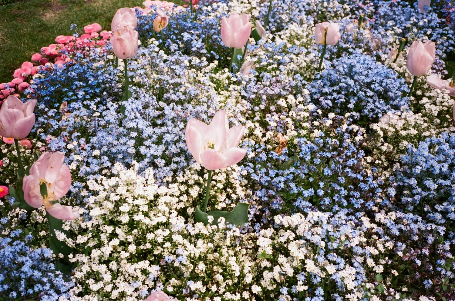 花开花落映心境：东方智慧与现代研究的共鸣