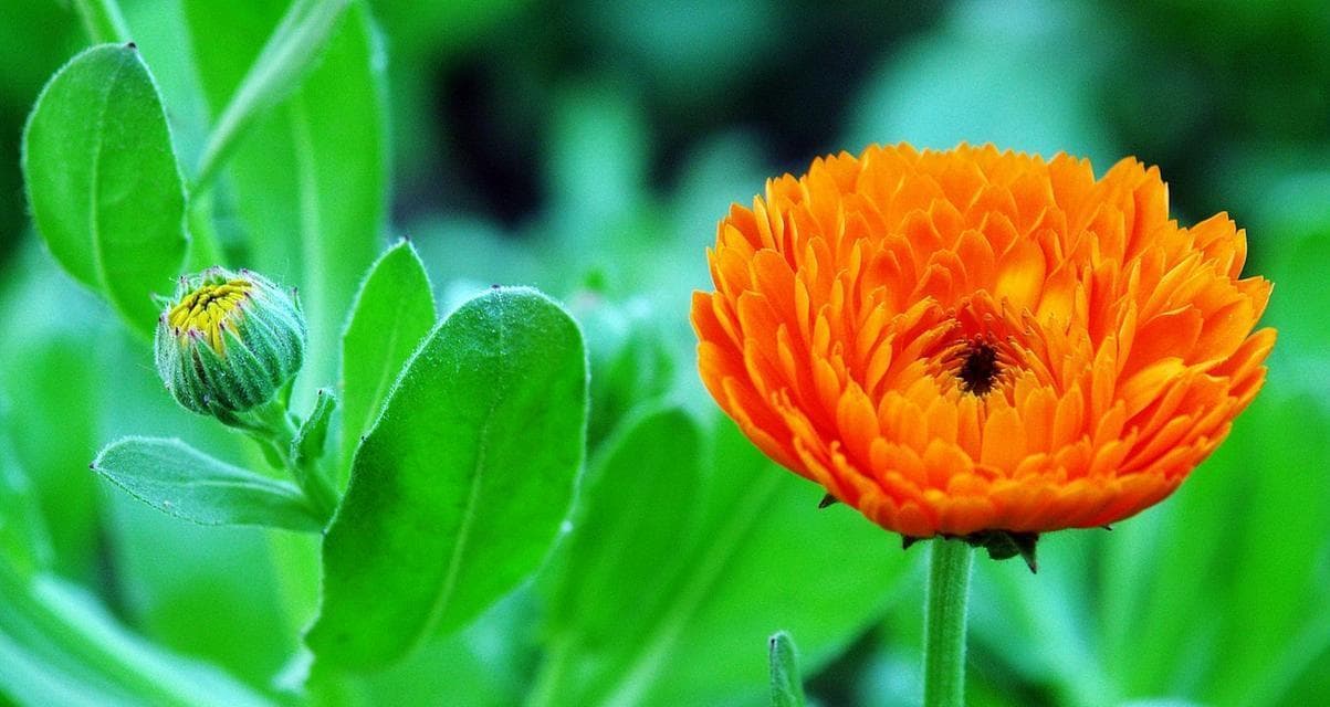 金盏花的花语是什么？了解金盏花的象征意义和用途？