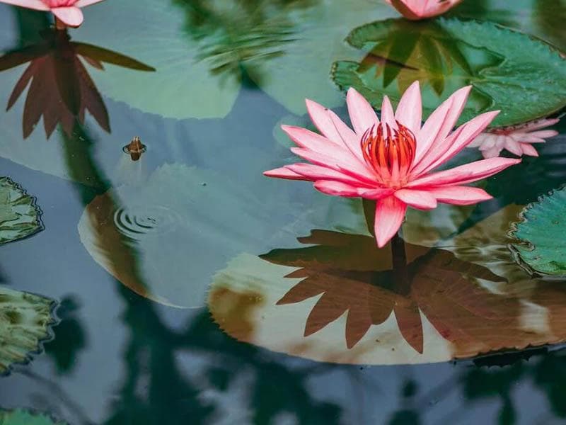 水产养殖水质检测标准（水产养殖尾水排放标准）