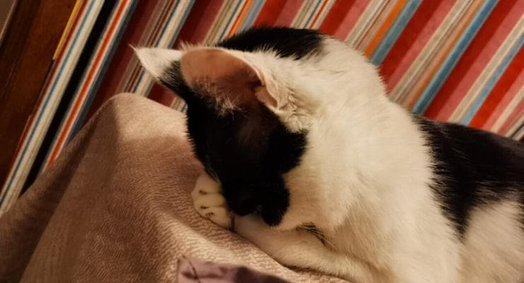 如何照顾生病的小猫？这份实用指南请收好