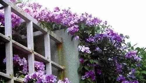 打造花园般的天台生活